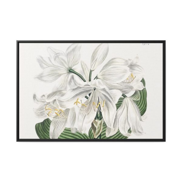 White Cape Coast Lily by Sydenham Edwards Framed Canvas
