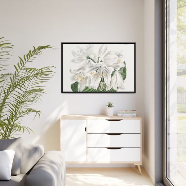 White Cape Coast Lily by Sydenham Edwards Framed Canvas