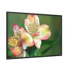 88289-172.jpg Lily of the Incas Framed Canvas