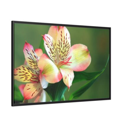 Lily of the Incas Framed Canvas