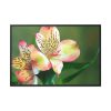 88289-173.jpg Lily of the Incas Framed Canvas