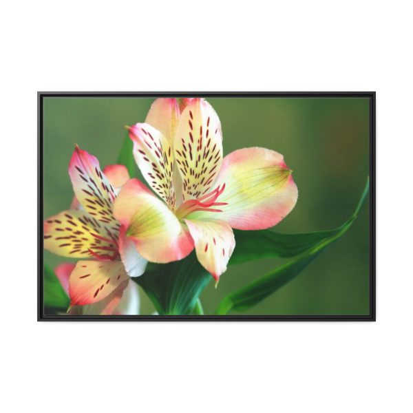 88289-173.jpg Lily of the Incas Framed Canvas