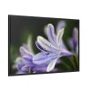 Purple White Glowing Lily Framed Canvas