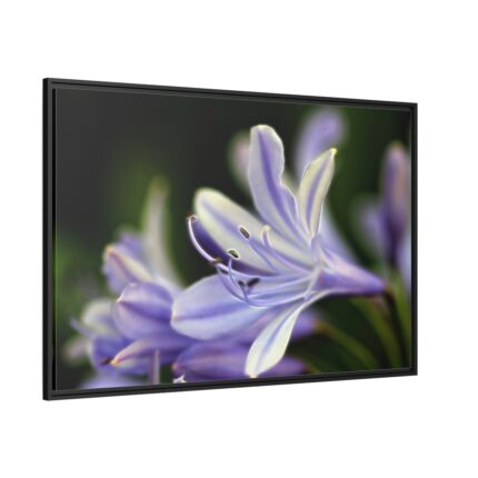 Purple White Glowing Lily Framed Canvas