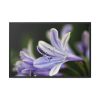 Purple White Glowing Lily Framed Canvas