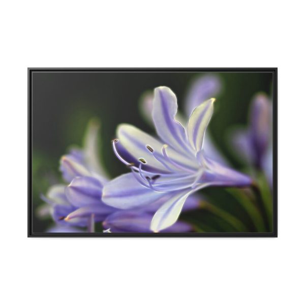 Purple White Glowing Lily Framed Canvas