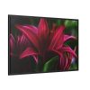 Pink Bloom Lily Framed Canvas