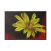Yellow Flower Framed Canvas