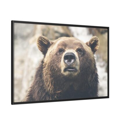Head of Grizzly Bear Framed Canvas