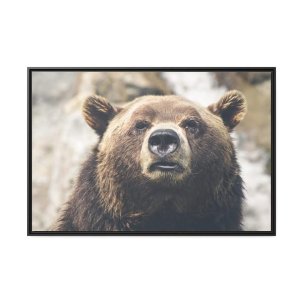 Head of Grizzly Bear Framed Canvas
