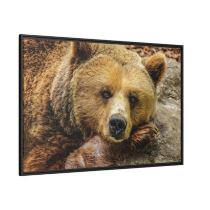 Bear is Resting Framed Canvas