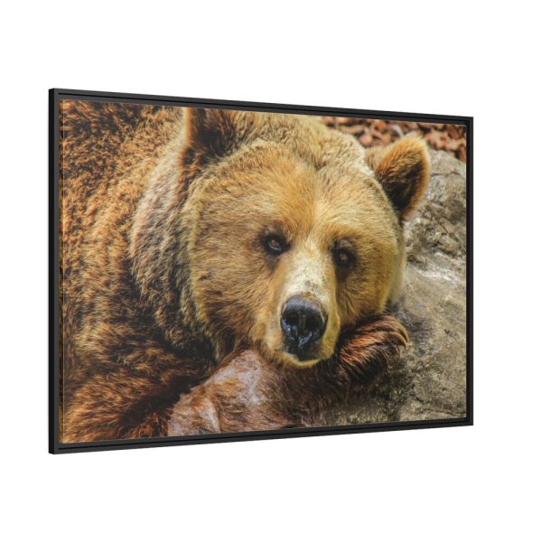 88289-216.jpg Bear is Resting Framed Canvas