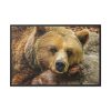 88289-217.jpg Bear is Resting Framed Canvas