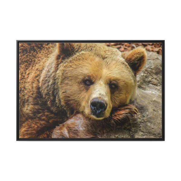 88289-217.jpg Bear is Resting Framed Canvas