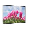 Tulip Beauty Framed Canvas