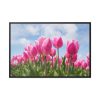 Tulip Beauty Framed Canvas