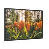 Blooming Orange Tulips Framed Canvas