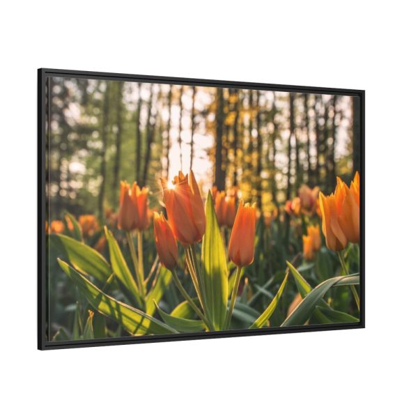Blooming Orange Tulips Framed Canvas