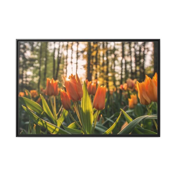 Blooming Orange Tulips Framed Canvas