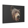 Face of Bear Framed Canvas