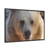 88289-232.jpg Bear Close up Framed Canvas