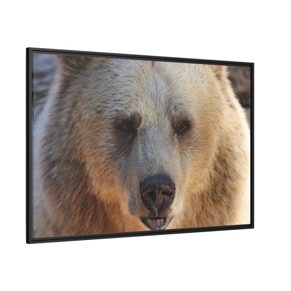 88289-232.jpg Bear Close up Framed Canvas