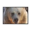 88289-233.jpg Bear Close up Framed Canvas