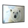88289-236.jpg Polar Bear Close up Framed Canvas