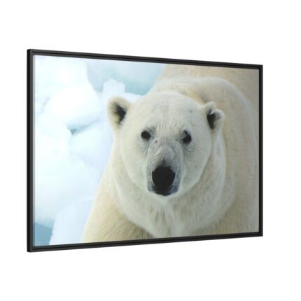 Polar Bear Close up Framed Canvas