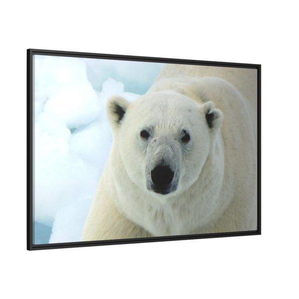 88289-236.jpg Polar Bear Close up Framed Canvas