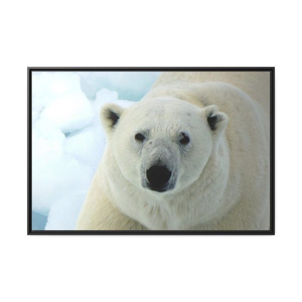 88289-237.jpg Polar Bear Close up Framed Canvas