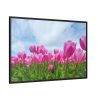 88289-240.jpg Pink Tulip Framed Canvas