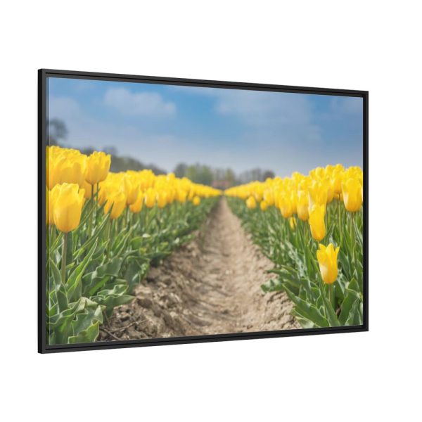 Yellow Tulip Framed Canvas