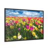Tulips Beautiful Framed Canvas