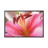 88289-273.jpg Colorful Pink Framed Canvas