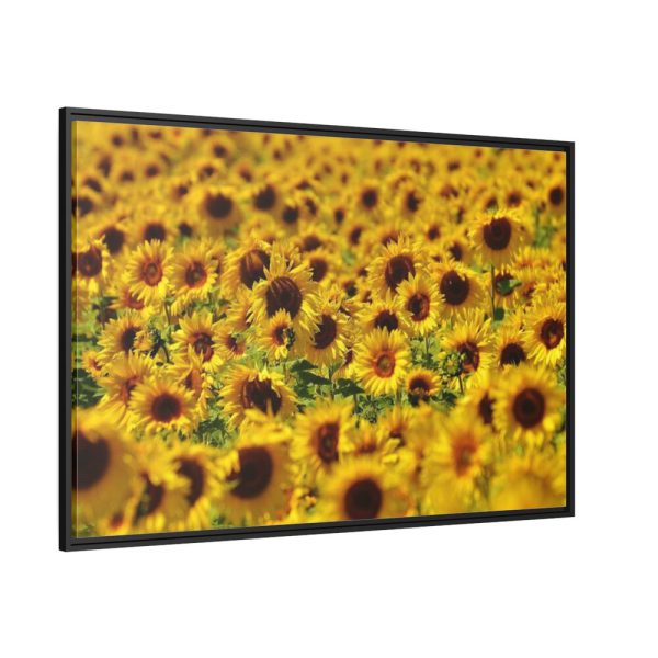 88289-28.jpg Sunflower Farm Framed Canvas