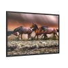 88289-285.jpg Australian Horses Framed Canvas