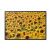 88289-29.jpg Sunflower Farm Framed Canvas