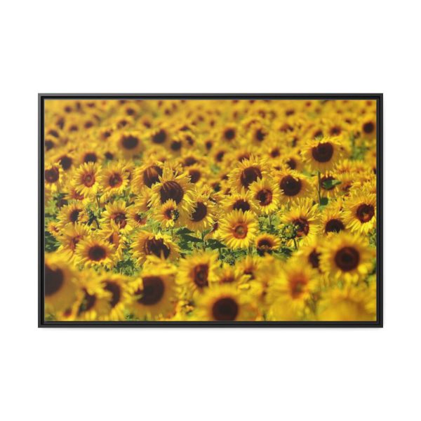 88289-29.jpg Sunflower Farm Framed Canvas
