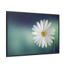 88289-330.jpg Lonely Daisy Framed Canvas