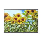 Bloom Sunflower Framed Canvas - Image 2