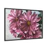88289-380.jpg Pink-White Daisies Framed Canvas