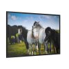 A Herd of Grey and White Horses Framed Canvas