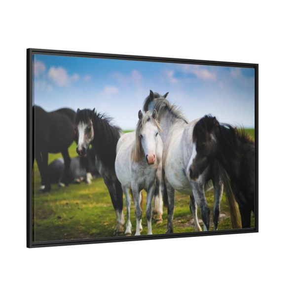 A Herd of Grey and White Horses Framed Canvas