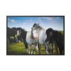 A Herd of Grey and White Horses Framed Canvas
