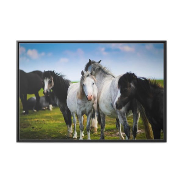 A Herd of Grey and White Horses Framed Canvas
