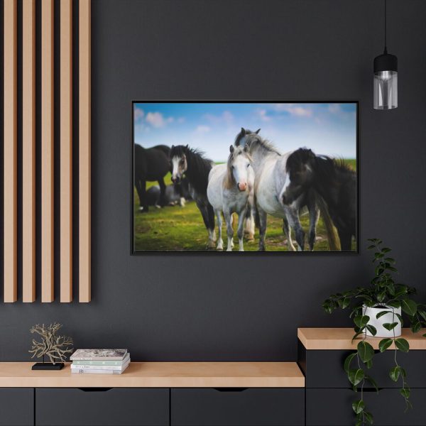 A Herd of Grey and White Horses Framed Canvas