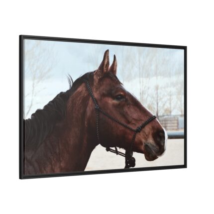 The Side of the Head of a Brown Horse Framed Canvas