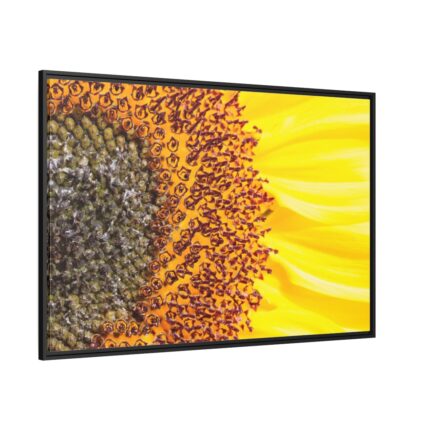 Closeup Sunflower Framed Canvas