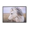 A Close-up of a Gray Horse Framed Canvas